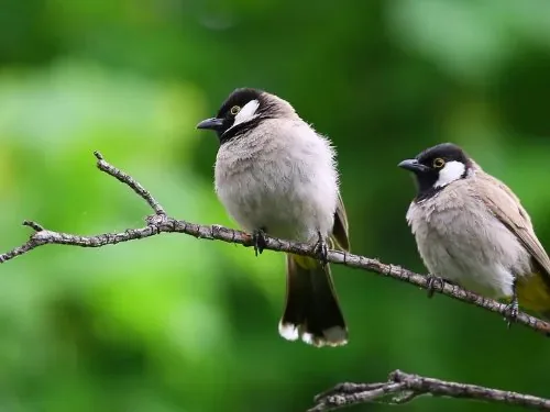 Zwei Vögel auf einem Ast im Garten