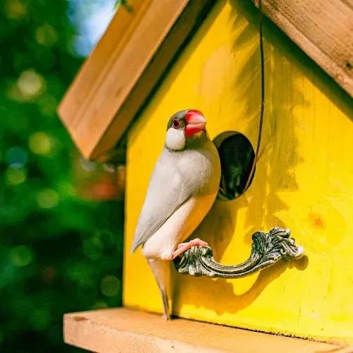 Vogelhaus befestigen ohne Bohren: gelbes Vogelhaus mit einem Vogel