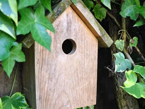 Vogelhaus aus Holz zwischen Efeu